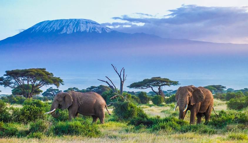 Amboseli National Park Safari