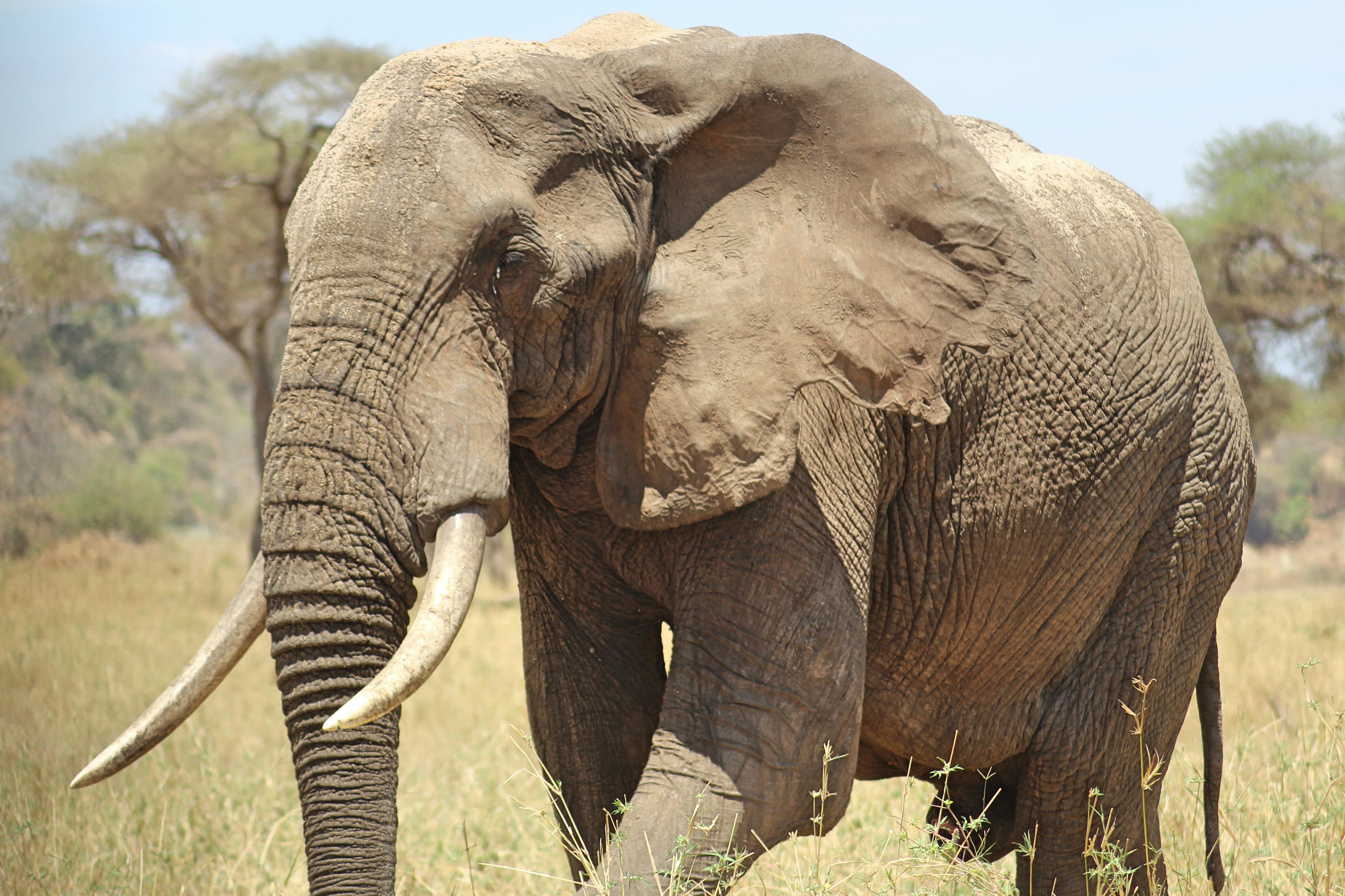 Amboseli National Park