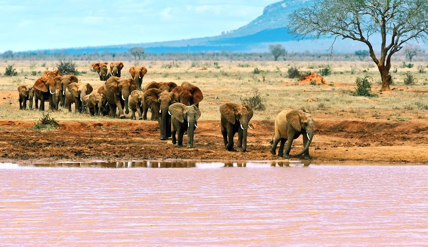 Tsavo East National Park Safari