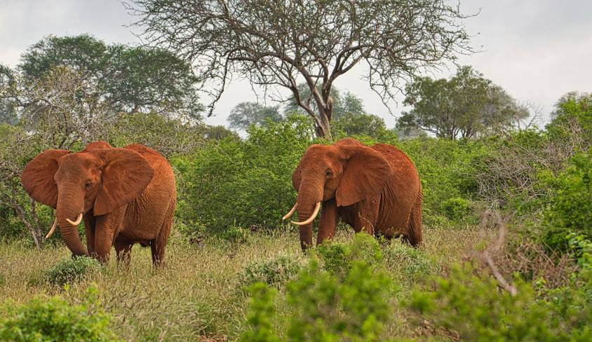 Tsavo West National Park Safari
